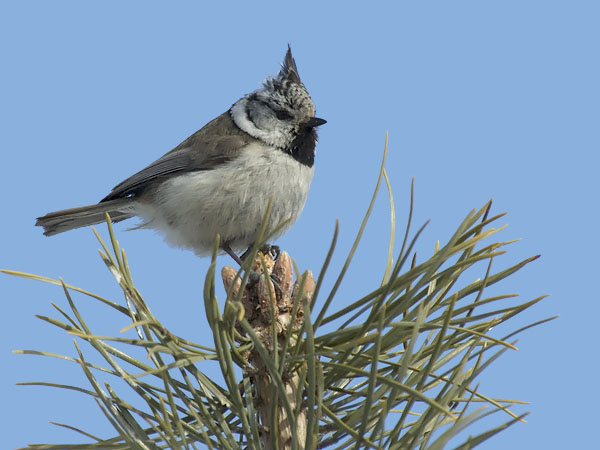 Töyhtötiainen, European Crested Tit, Lophophanes cristatus